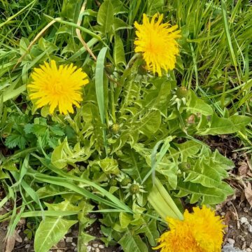 *FRÜHLING* Essig und TCM